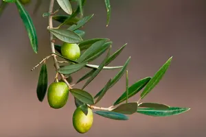 Estratto di foglia di olivo Lucidum acido oleanolico di buona qualità estratto di oliva in polvere 98%