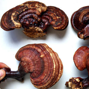 Chinese In Het Wild Gekweekte <span class=keywords><strong>Reishi</strong></span>-Paddenstoel Lucide Ganoderma Private Label Verse Rauwe Gekweekte Shiitake-Paddenstoelen Natuurlijke Gezondheidstinctuur - Product Image 2