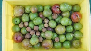 Groente-en Sorteren Machine Pruim Perzik Aardappel Inspectie Transportband Sorteren Machine Lijn - Product Image 5