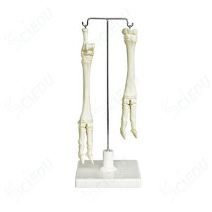 <span class=keywords><strong>Esqueleto</strong></span> <span class=keywords><strong>de</strong></span> plástico para <span class=keywords><strong>pierna</strong></span> <span class=keywords><strong>de</strong></span> oveja, anómico juguete <span class=keywords><strong>de</strong></span> <span class=keywords><strong>esqueleto</strong></span>, hueso, Animal - Product Image 3