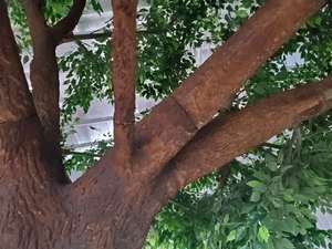 ขายส่งตกแต่งภูมิ<span class=keywords><strong>ท</strong></span>ัศน์ขนาดใหญ่ปลอม Ficus พืชต้นไม้เ<span class=keywords><strong>ท</strong></span>ียมบันยันต้นไม้สำหรับขาย - Product Image 5