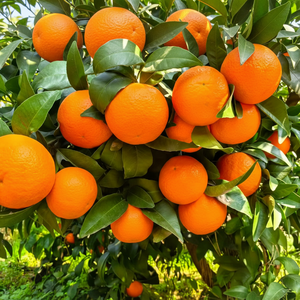Naranja Navel Dulce, Cítrico Fresco Natural, Premium, Saludable, Jugoso, Cosecha <span class=keywords><strong>de</strong></span> Granja, Exportación, Suministro al por Mayor - Product Image 1