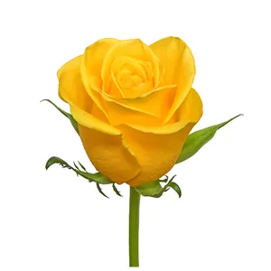 Fresh New Kenyan Fresh Cut Flowers Yellowen Yellow Rose Large Headed 50cm Stem Wholesale Retail Fresh Cut Roses