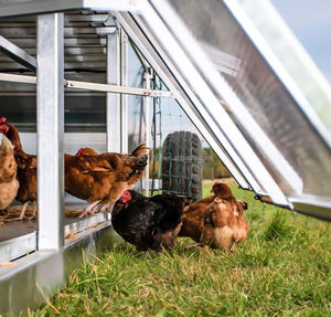新しい家庭用屋外移動可能な鶏小屋移動式鶏小屋ホイール1年保証鉄骨構造180-200鶏ソーラー - Product Image 1