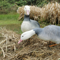 Décoy de chasse réaliste en EVA souple bleu pour oies et canards, avec support, piquet, mousse flottante, 3D pliable et léger