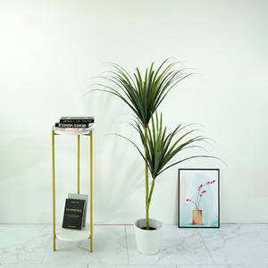 ต้นไซคาดเลือดมังกรเทียม, ต้นไม้สีเขียว, ต้นยางนิ่ม, ตกแต่งห้องนั่งเล่นในร่ม, ตกแต่งหน้าต่าง - Product Image 2