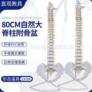 Modèle de colonne vertébrale humaine, 80 cm, échelle 1:1, modèle de colonne vertébrale naturelle de grande taille pour adultes, incluant la colonne cervicale, thoracique, le coccyx et le bassin. - Product Image 1