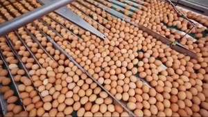 Additif alimentaire multi-minéraux et <span class=keywords><strong>vitamines</strong></span> <span class=keywords><strong>pour</strong></span> la prise de poids des <span class=keywords><strong>poules</strong></span> <span class=keywords><strong>pondeuses</strong></span> - Product Image 5