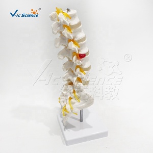 Modèle d'enseignement d'<span class=keywords><strong>anatomie</strong></span> orthopédique de la colonne vertébrale humaine (lombaire, sacrum, coccyx) avec disque intervertébral et racine nerveuse - Product Image 4