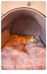 Jinshwaypets חורף רך מוצק חם בית מחמד נייד לשטיפת מערה מיטה נשלפת כרית נשלפת כרית חתולים כלבים כלבים מקורה בשינה חיצונית - Product Image 5