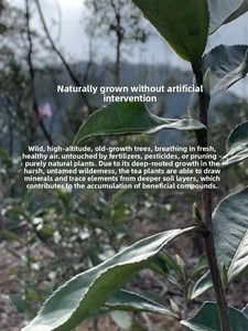 El Sabor al Inicio Es Dulce Como el Miel y Refrescante Como la Rocío de la Mañana - Product Image 5