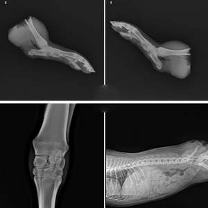 Équipement de radiographie mobile vétérinaire FALYL 5.6KW hôpital humain ou vétérinaire Machine à rayons X numérique rayon X Portable médical - Product Image 5