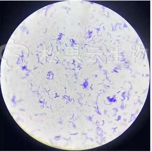 Enterococcus Faecalis Probiotics (Feed Grade <strong>Microecologics</strong>) for Aquaculture Shandong Origin - Product Image 2