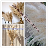 Herbe de la Pampa Séchée Naturelle Beige Champêtre en Gros pour Mariage Maison Hôtel