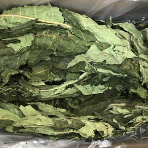 5075 <span class=keywords><strong>Mu</strong></span> <span class=keywords><strong>Gua</strong></span> Ye Atacado Ervas Tradicionais Chinesas Folhas de Papaia Secas Naturais Chá de Folhas de Papaia Natural - Product Image 4