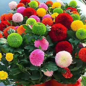 Chrysanthème Coloré d'Origine Naturelle Idéal pour la Décoration de Jardins et de Pelouses – Magnifique Plante d'Extérieur Décorative - Product Image 3