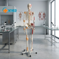 Squelette médical humain adulte 180 cm avec points de départ et d'arrivée des muscles et marquages des ligaments numérotés CE/ISO