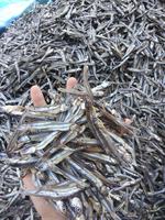 Anchois séchés de qualité supérieure, grade A, avec sel, congélation IQF, emballage sous vide, origine Vietnam, emballage en vrac de 12 kg