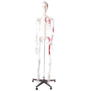 Modelo de enseñanza humana anatómica, <span class=keywords><strong>esqueleto</strong></span> Muscular humano de 170cm, tamaño Natural de pvc - Product Image 3