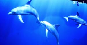 Jeux d'aquarium interactifs immersifs en 3D, projection murale à 360 degrés, projection immersive, exposition de musée - Product Image 3