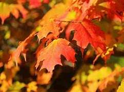 Şeker akçaağaç özü Acer <span class=keywords><strong>Saccharum</strong></span> tozu Acer <span class=keywords><strong>Saccharum</strong></span> özü - Product Image 3