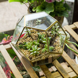 Terrarium géométrique en verre Petites vitrines de reptiles en acrylique pour <span class=keywords><strong>la</strong></span> maison <span class=keywords><strong>Jardin</strong></span> Décoratif <span class=keywords><strong>Zoo</strong></span> Acro Repti <span class=keywords><strong>Zoo</strong></span> Floor Usage - Product Image 3