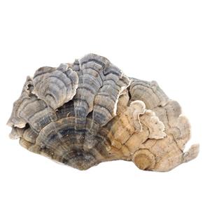 สมุนไพรเพื่อสุขภาพเห็ดหางไก่งวงแห้ง coriolus versicolor - Product Image 5