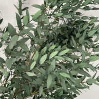 Feuilles d'eucalyptus Parvifolia naturelles séchées et préservées en gros pour la décoration florale et les arrangements floraux