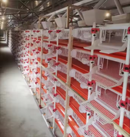 Cages en batterie pour poules pondeuses en plastique avec courroies pour la production d'œufs