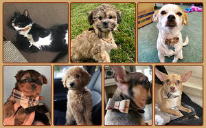 Pu Plaid Beige Fluwelen Strik Halsband Verstelbare Maat <span class=keywords><strong>Puppy</strong></span> Hond Bandana Halsband En Riem Set Hond Vlinderdas Kraag met Bel - Product Image 6