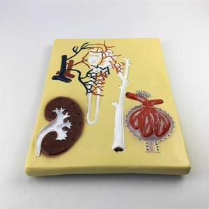 Modelo de Glomerulo de Nefrón Renal Humano de PVC, Sección de Riñón de Plástico, Modelo de Estructura de Corpo de Nefrón Renal, Marca Yulin - Product Image 2