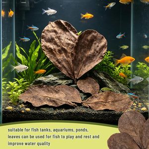 Hojas de Catappa PKY para Ranas Anuales, Mini Hojas de Almendro Indio, Sustrato Ecológico para Hábitat de Microfauna, Fuente de Alimento para Tanques - Product Image 4
