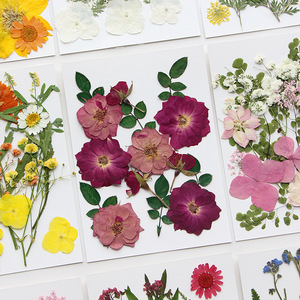 Kit de fleurs séchées, plantes pressées naturelles pour la fabrication de bijoux, le nail art, la création de cartes, les marque-pages, matériel artisanal - Product Image 2