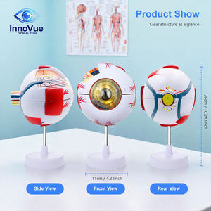 Modèle d'anatomie de l'œil artificiel InnoVue IE-02 - Équipement pédagogique d'optométrie pour opticiens et enseignants en sciences de la vue - Product Image 6