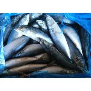 400-600g Sea Frozen pacific Mackerel