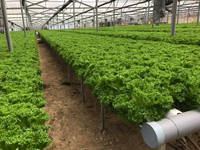 Goulotte hydroponique NFT en PVC de qualité alimentaire, fabriquée à partir de matériau vierge, avec un design de flux trapézoïdal scientifique pour la culture de la laitue et des légumes-feuilles.