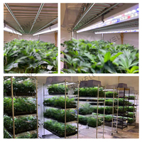 Tube LED de culture Sinowell 18W T5 intégré pour la croissance des plantes