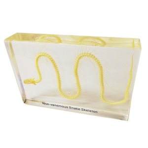 Gelsonlab HSBS-006 educativos no <span class=keywords><strong>serpiente</strong></span> venenosa esqueleto incluidas muestras biológicas - Product Image 3