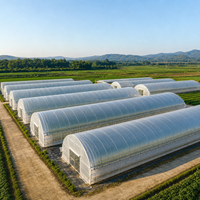 Serre tunnel agricole à simple travée en film plastique haute performance pour la culture de tomates en pépinière