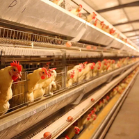 Projet d'élevage pour 30 000 poulets reproducteurs, avec des cages galvanisées multicouches de type H et des systèmes d'alimentation automatiques.