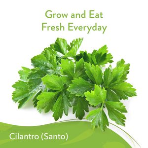 Herbe de coriandre Santo sans OGM cultivée à la maison vari<span class=keywords><strong>été</strong></span> à croissance rapide pour <span class=keywords><strong>jardin</strong></span> pépinière extérieure échantillon gratuit pour l'<span class=keywords><strong>été</strong></span> - Product Image 6