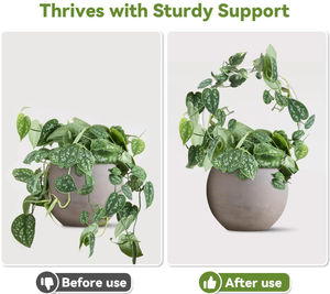 6 pouces petite taille clair rond en forme de plante acrylique treillis couleur claire Hoya treillis cercle pour plantes grimpantes - Product Image 5