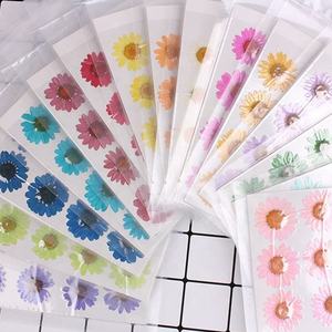 Flor seca de crisantemo Real 3D, 15 colores, Nail Art, Gel UV, diseños acrílicos, decorar flores secas - Product Image 3