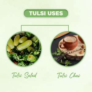 เครื่องปรุงรสแบบดั้งเดิมที่คุ้มค่า ใบโหระพาแห้งทั้งใบ (Tulsi) - Product Image 6