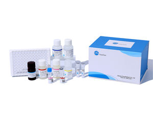 Human pro-BDNF (pro <span class=keywords><strong>Brain</strong></span> <span class=keywords><strong>Derived</strong></span> <span class=keywords><strong>Neurotrophic</strong></span> <span class=keywords><strong>Factor</strong></span>) エリザキット - Product Image 3