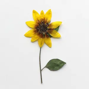 Sunflower- Large Size Real Natural Dried and Pressed Flowers for Resin Craft DIY Used