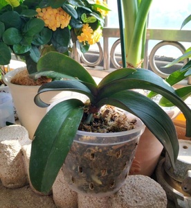 Bán Sỉ Chậu Phong Lan Trong Suốt 7 Inch Có Lỗ Chậu Trồng Hoa Nhựa Bền Chậu Phong Lan Nhựa Cứng Chậu Hoa Trong Suốt Trong Nhà - Product Image 4