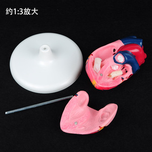 Modèle d'anatomie cardiaque détachable ; instrument pédagogique biologique à grossissement 3x ; modèle médical acoustique de l'anatomie cardiaque humaine. - Product Image 2