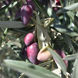 Aceite de Oliva Virgen de Alta Calidad, Botella de Vidrio Marrón Marasca de 500ml, Aceite de Oliva Prensado en Frío Hecho en España para Condimentar y Cocinar - Product Image 6