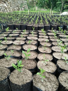 Macetas Biodegradables de Diferentes Tamaños para Plantas de Jardín, Frutas, Vegetales y Flores, con Orificios Transpirables para Semillas - Product Image 4